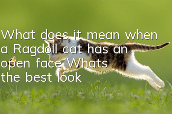 What does it mean when a Ragdoll cat has an open face? What’s the best look?