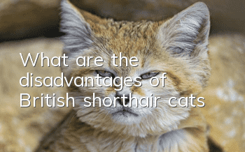 What are the disadvantages of British shorthair cats