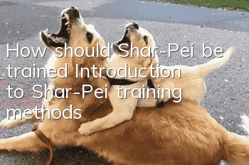 How should Shar-Pei be trained? Introduction to Shar-Pei training methods!