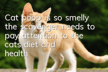 Cat poop is so smelly, the scavenger needs to pay attention to the cat’s diet and health!