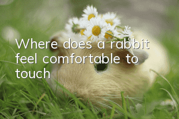 Where does a rabbit feel comfortable to touch?