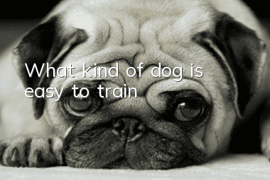 What kind of dog is easy to train?