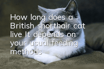 How long does a British shorthair cat live? It depends on your usual feeding methods