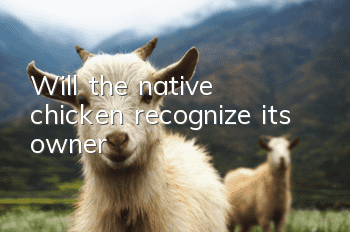 Will the native chicken recognize its owner?