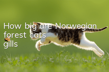 How big are Norwegian forest cats' gills?