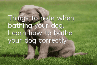 Things to note when bathing your dog. Learn how to bathe your dog correctly!