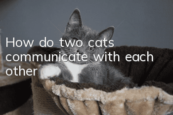 How do two cats communicate with each other?