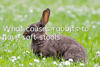 What causes rabbits to have soft stools?