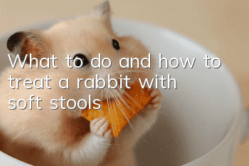 What to do and how to treat a rabbit with soft stools