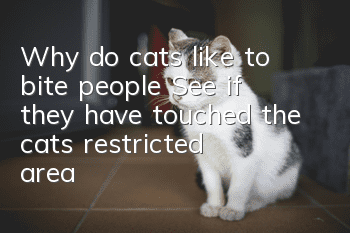Why do cats like to bite people? See if they have touched the cat’s restricted area?