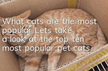 What cats are the most popular? Let’s take a look at the top ten most popular pet cats!
