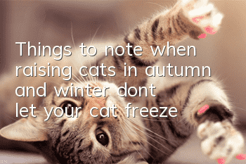 Things to note when raising cats in autumn and winter: don’t let your cat freeze