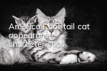 American bobtail cat appearance characteristics