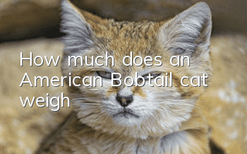 How much does an American Bobtail cat weigh?