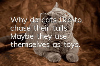 Why do cats like to chase their tails? Maybe they use themselves as toys.