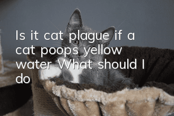 Is it cat plague if a cat poops yellow water? What should I do?