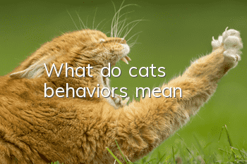 What do cats’ behaviors mean?