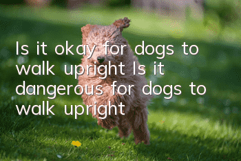Is it okay for dogs to walk upright? Is it dangerous for dogs to walk upright?