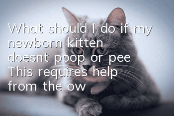What should I do if my newborn kitten doesn’t poop or pee? This requires help from the owner.