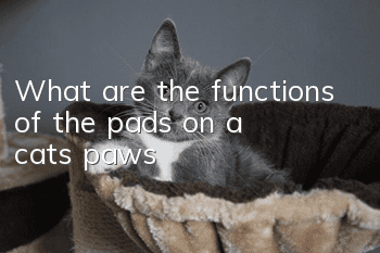 What are the functions of the pads on a cat’s paws?