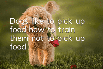 Dogs like to pick up food, how to train them not to pick up food?