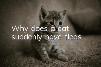 Why does a cat suddenly have fleas?