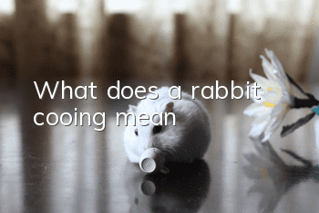 What does a rabbit cooing mean?