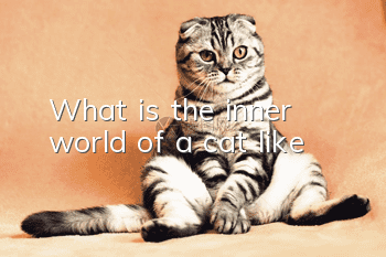 What is the inner world of a cat like?