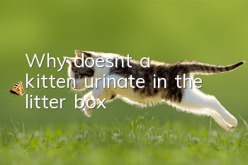 Why doesn't a kitten urinate in the litter box?