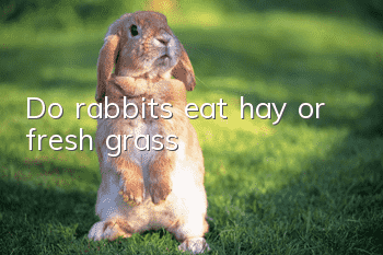 Do rabbits eat hay or fresh grass?