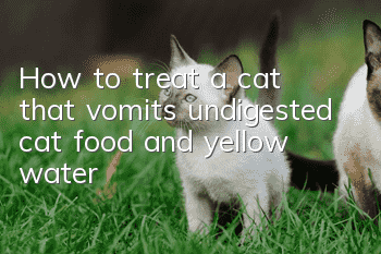 How to treat a cat that vomits undigested cat food and yellow water
