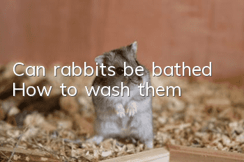 Can rabbits be bathed? How to wash them