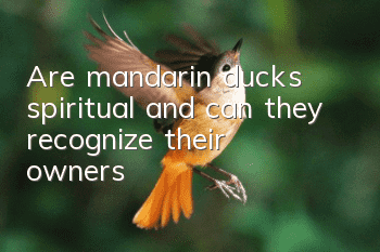 Are mandarin ducks spiritual and can they recognize their owners?