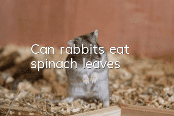 Can rabbits eat spinach leaves?