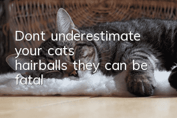 Don’t underestimate your cat’s hairballs, they can be fatal!