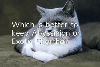 Which is better to keep, Abyssinian or Exotic Shorthair?