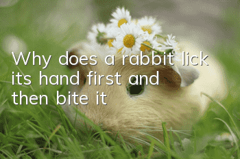 Why does a rabbit lick its hand first and then bite it?