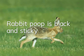 Rabbit poop is black and sticky