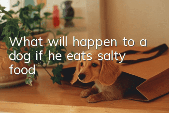 What will happen to a dog if he eats salty food?