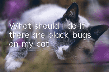 What should I do if there are black bugs on my cat?
