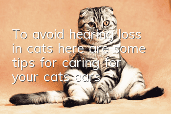 To avoid hearing loss in cats, here are some tips for caring for your cat’s ears!