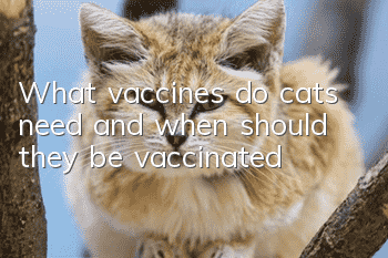 What vaccines do cats need and when should they be vaccinated?