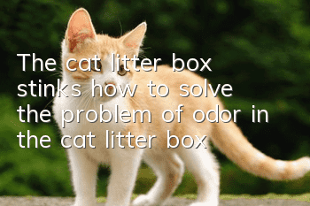 The cat litter box stinks, how to solve the problem of odor in the cat litter box?