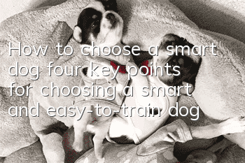 How to choose a smart dog, four key points for choosing a smart and easy-to-train dog!