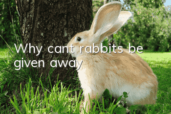 Why can’t rabbits be given away?