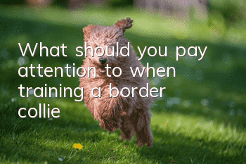What should you pay attention to when training a border collie?