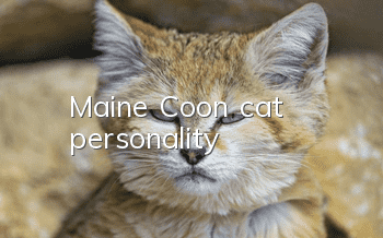 Maine Coon cat personality
