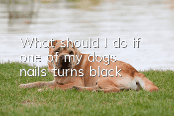 What should I do if one of my dog’s nails turns black?