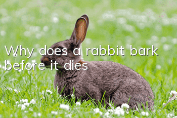 Why does a rabbit bark before it dies?