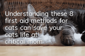 Understanding these 8 first aid methods for cats can save your cat’s life at critical moments!